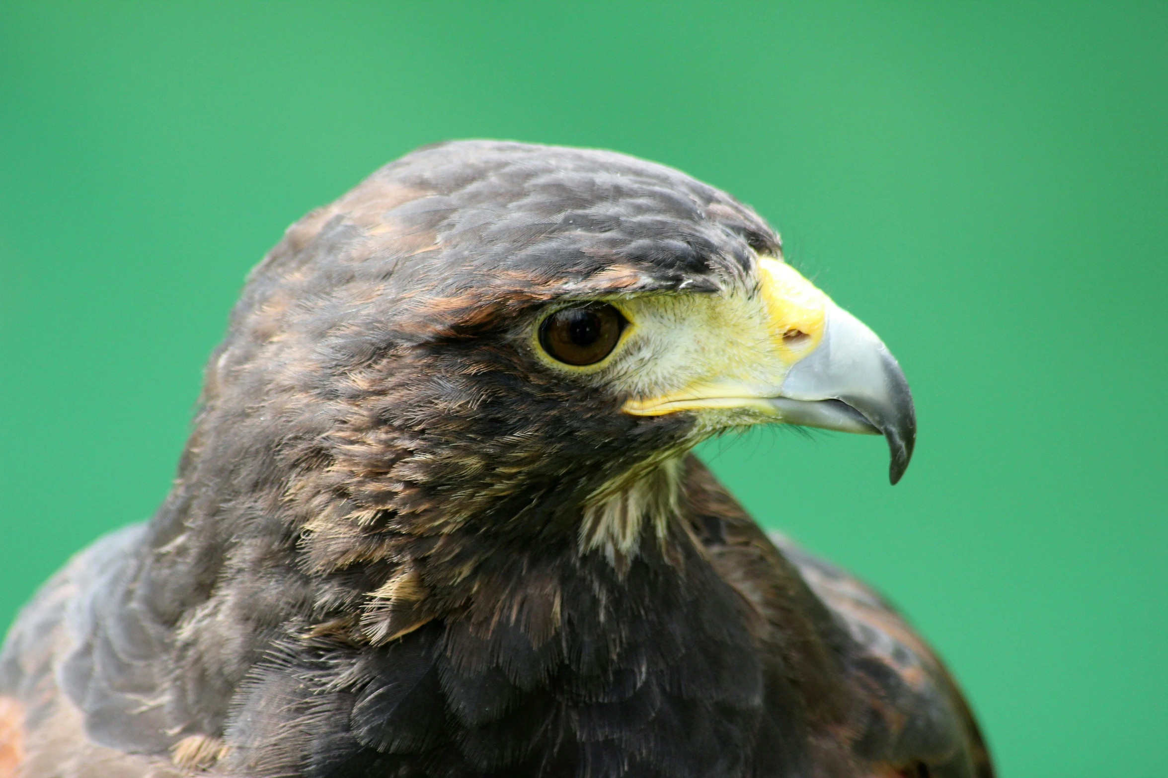 the hawk has large, yellow beaks and black feathers