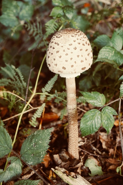 there is a small mushroom on the ground