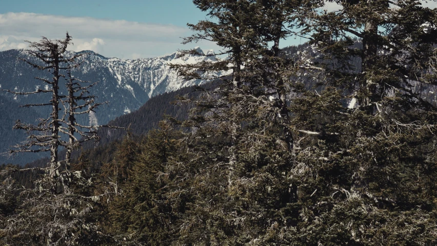 the mountain is behind many trees covered in snow