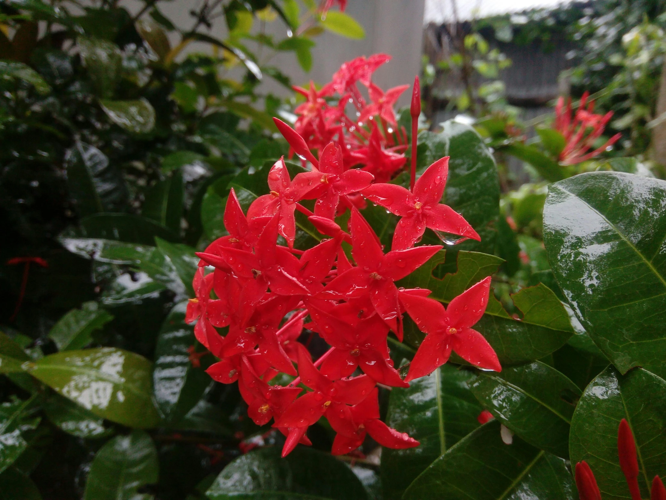 bright red flowers adorn green leaves on the nches