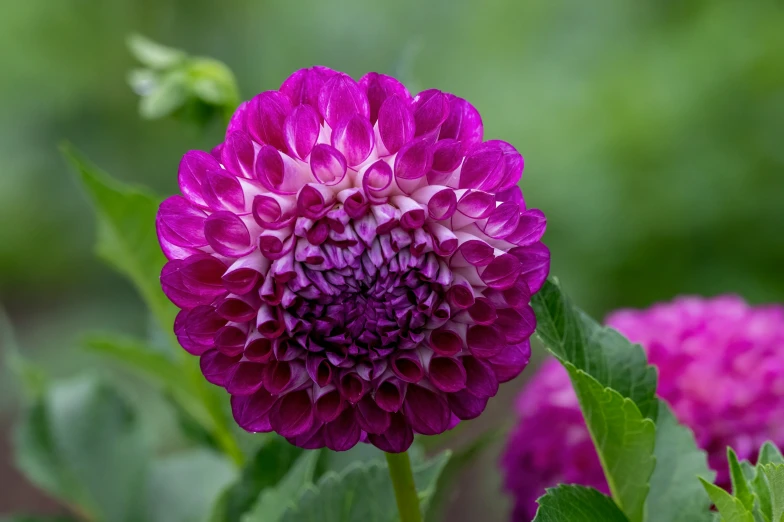 a big purple flower sitting on top of a leaf filled field