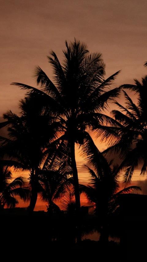 a couple of palm trees and some orange and yellow clouds