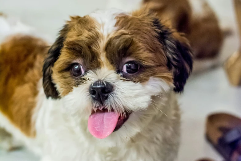 a brown white and black dog looks at the camera