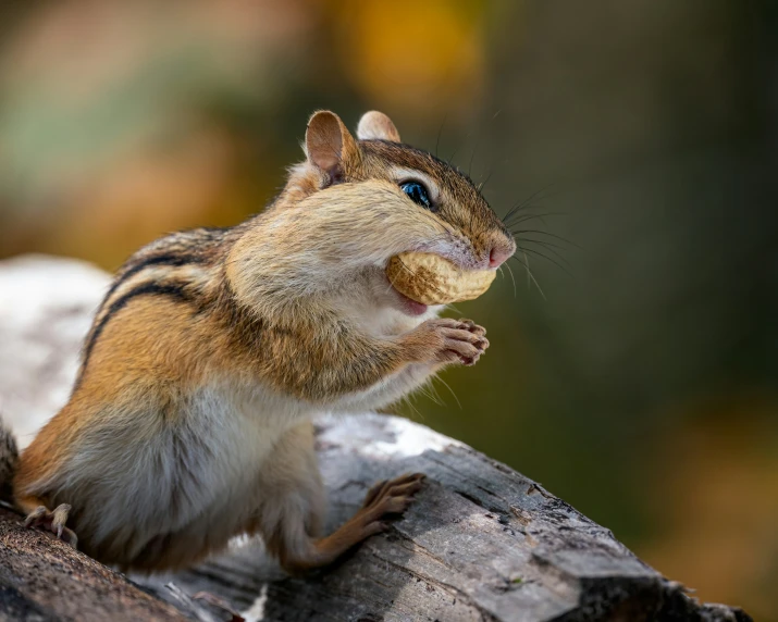 a brown and white chipper is standing on a log