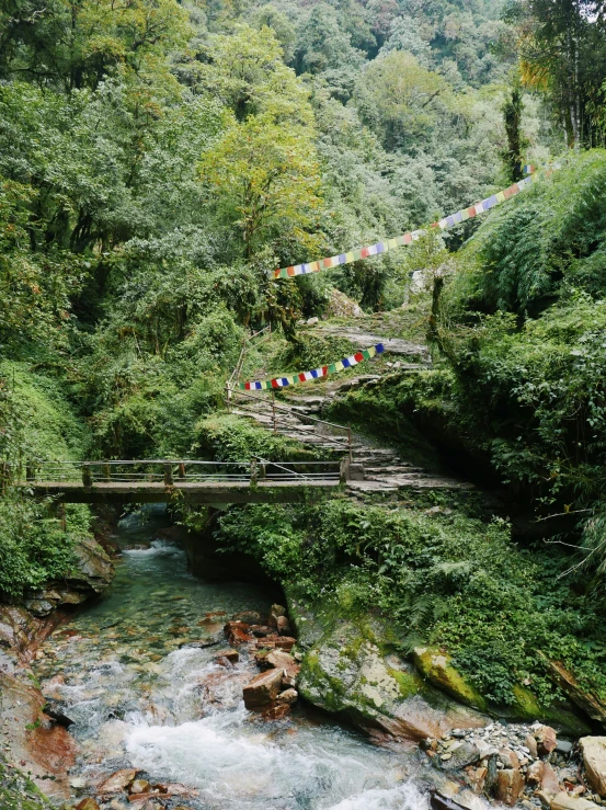 there is a wooden bridge in the woods