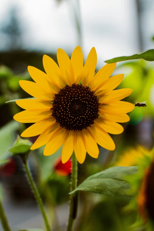 there is a yellow sunflower with its head tilted to the side