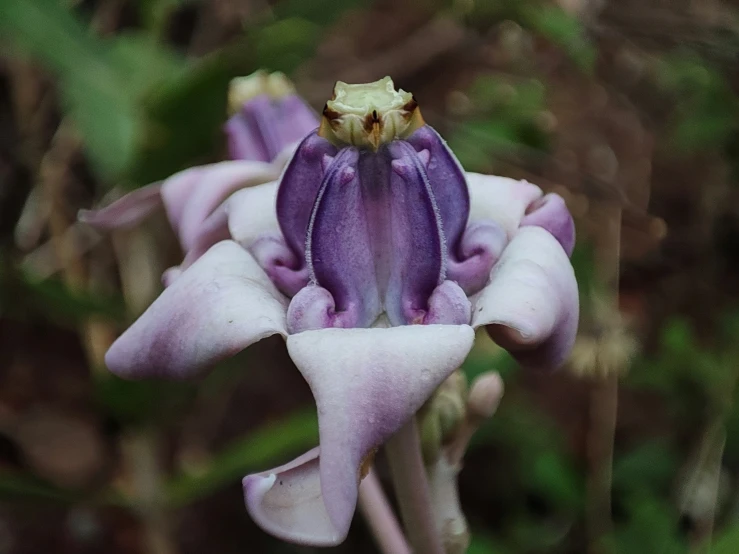 a purple flower with white petals next to the grass