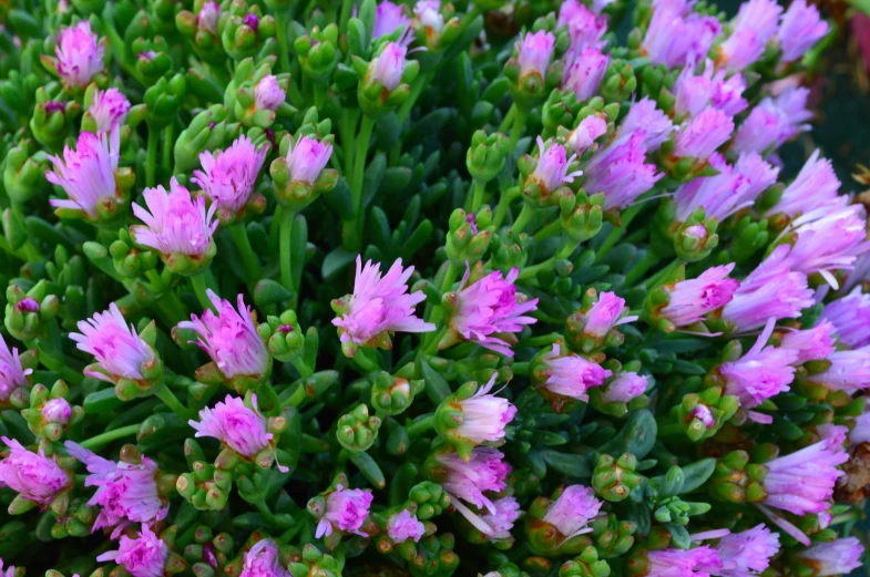 a bunch of pink flowers are blooming in a garden