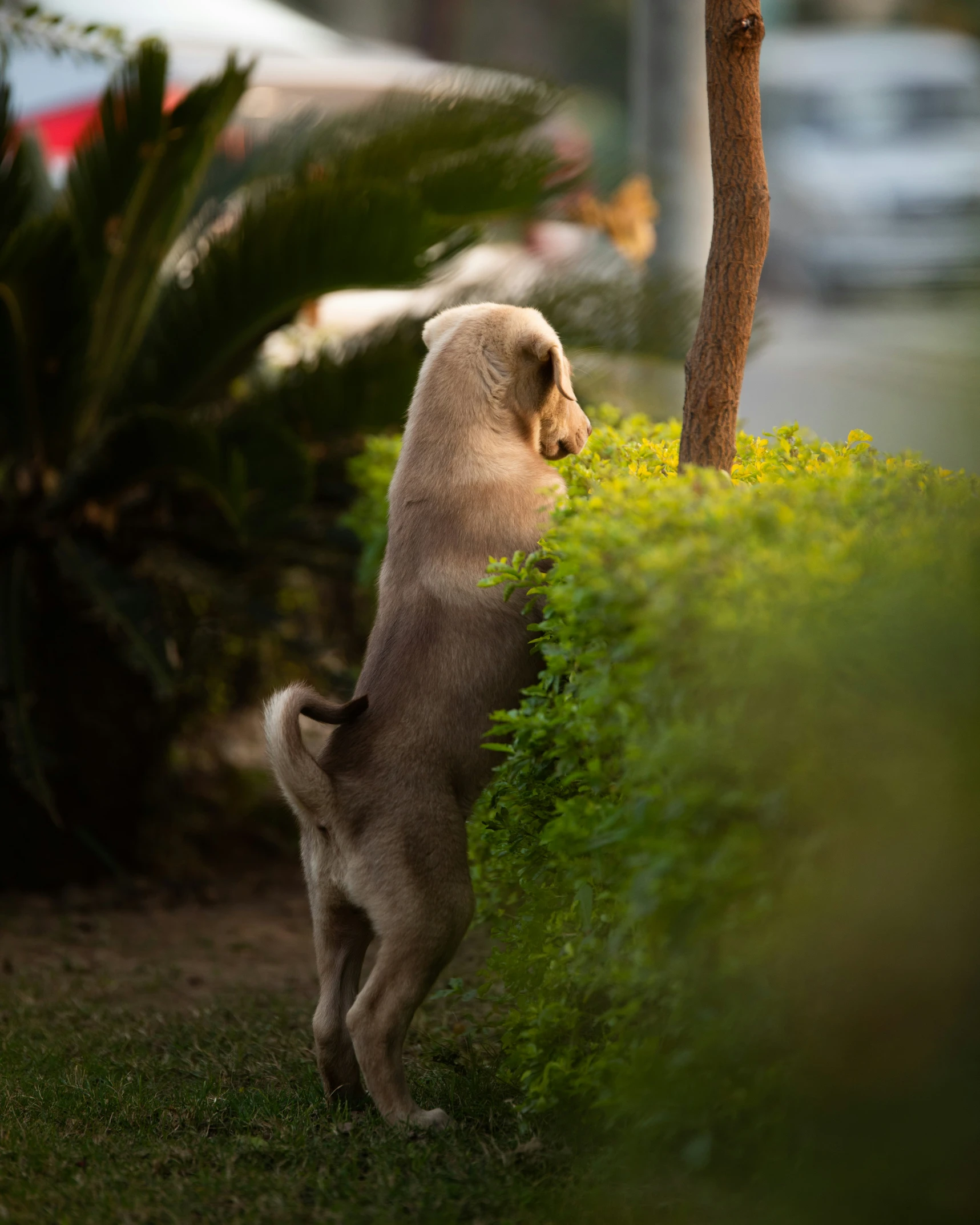 a puppy stands on its hind legs looking out the bushes