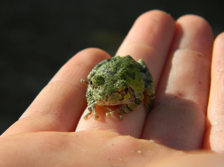 a close up of a person holding out a small green frog