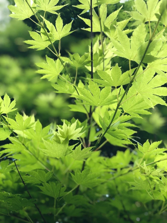 bright green leaves of a tree in the sunlight