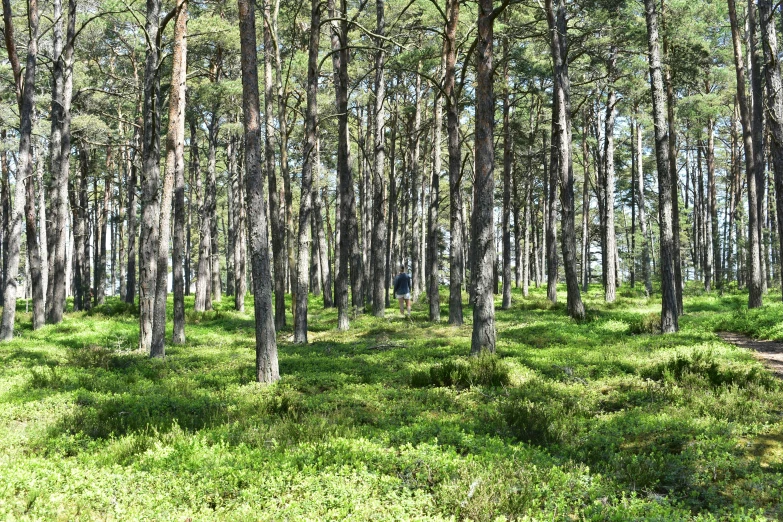 some very tall pine trees and grass in the forest