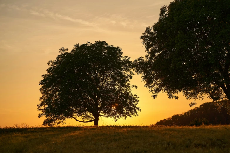 some trees are standing in the middle of a grassy field