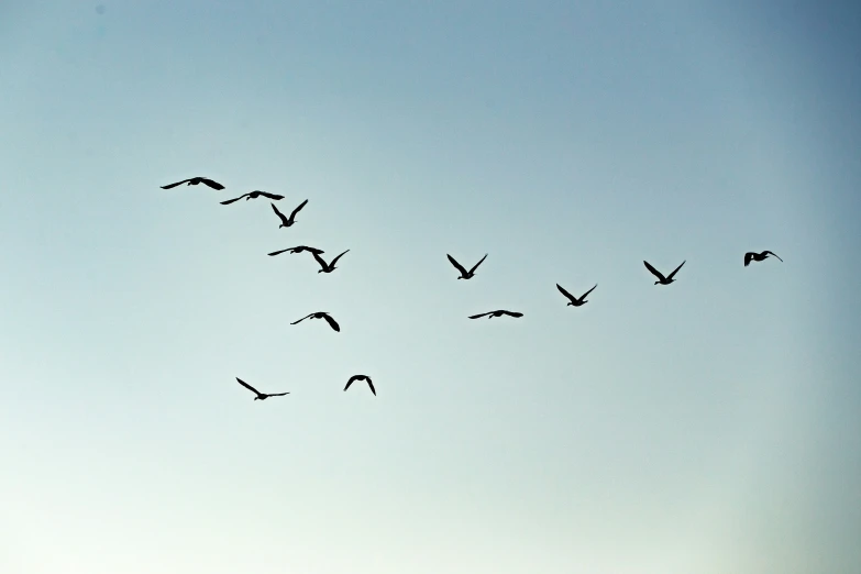 a flock of birds is flying through the air