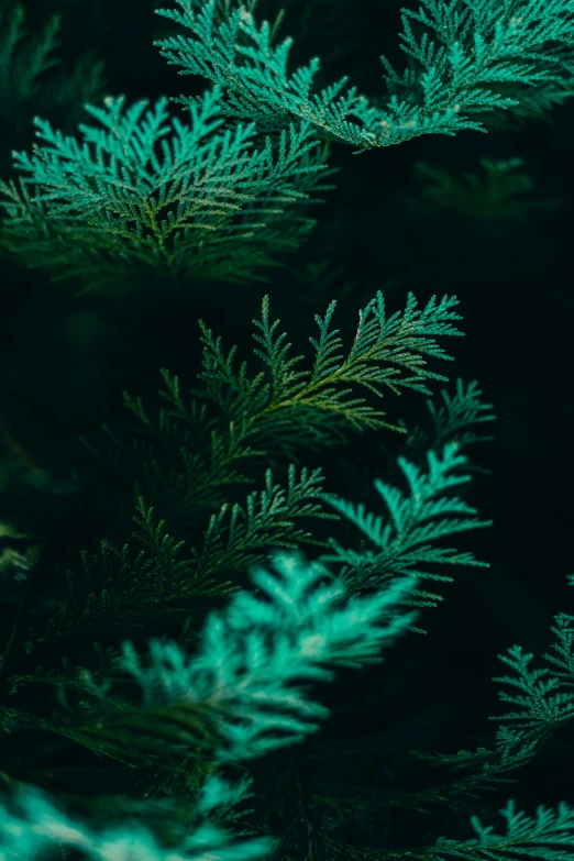 closeup of the green leaf of a tree