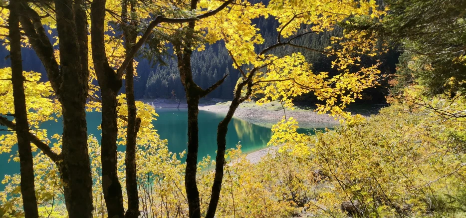 trees with bright yellow leaves near the water