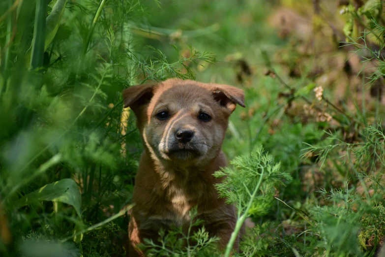 a puppy stares off into the camera while standing in the brush