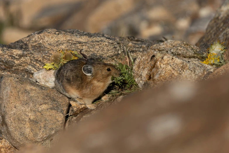 a small animal is peeking out from between some rocks