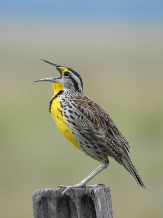 a yellow and gray bird standing on a post