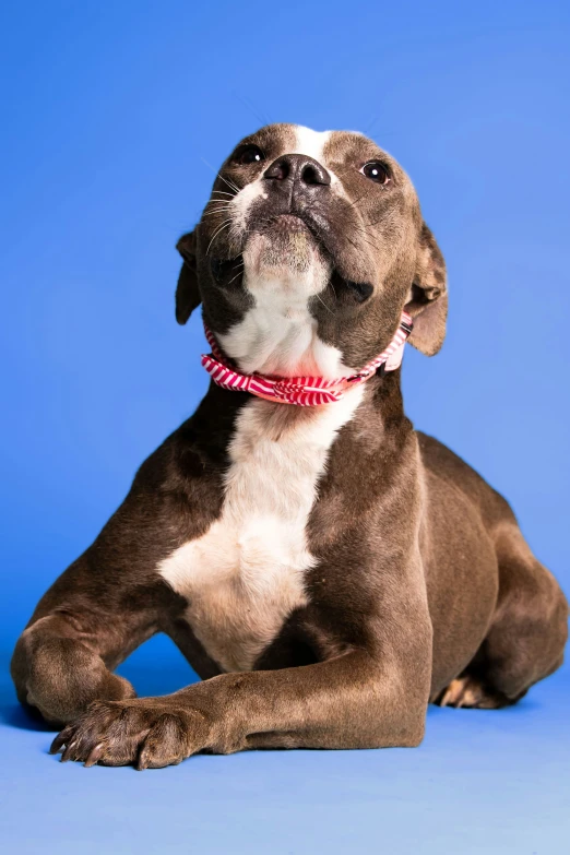 a brown and white dog laying down looking up