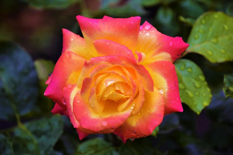 an orange and yellow rose with water drops on it