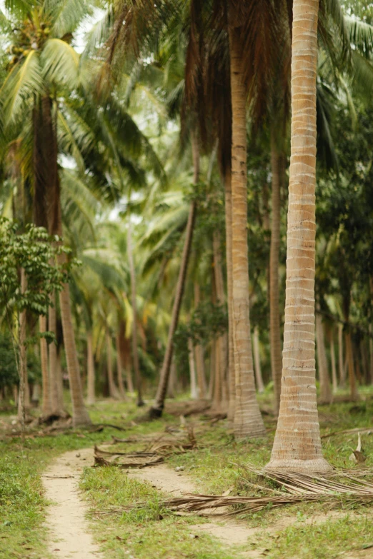 a brown bear in a forest with palm trees