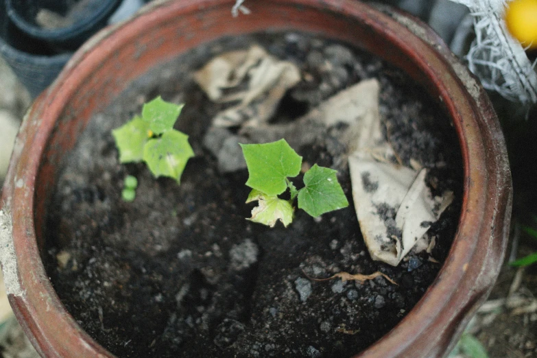 small green plants are sprouting out from the soil