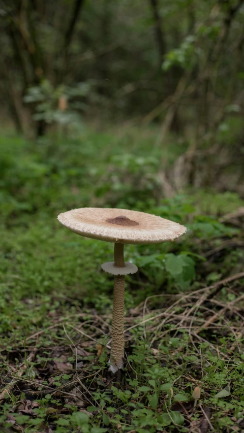 a mushroom standing in the forest next to trees