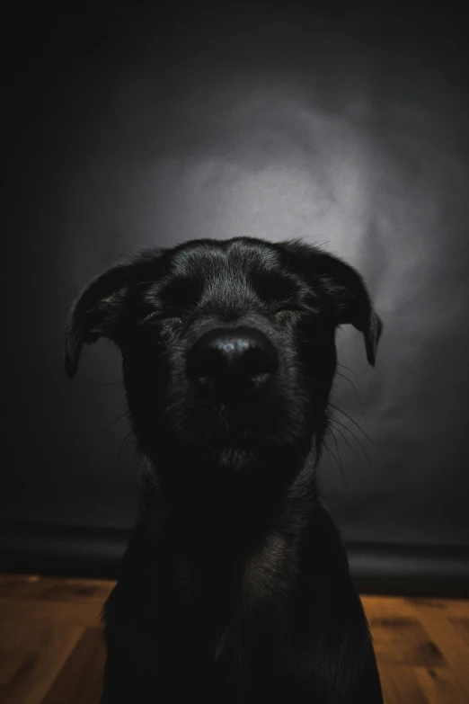 a black dog on the floor in the dark