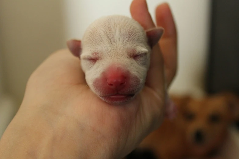 a hand holding a tiny white newborn puppy