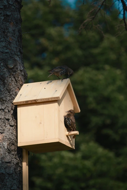 a bird house with two birds in it