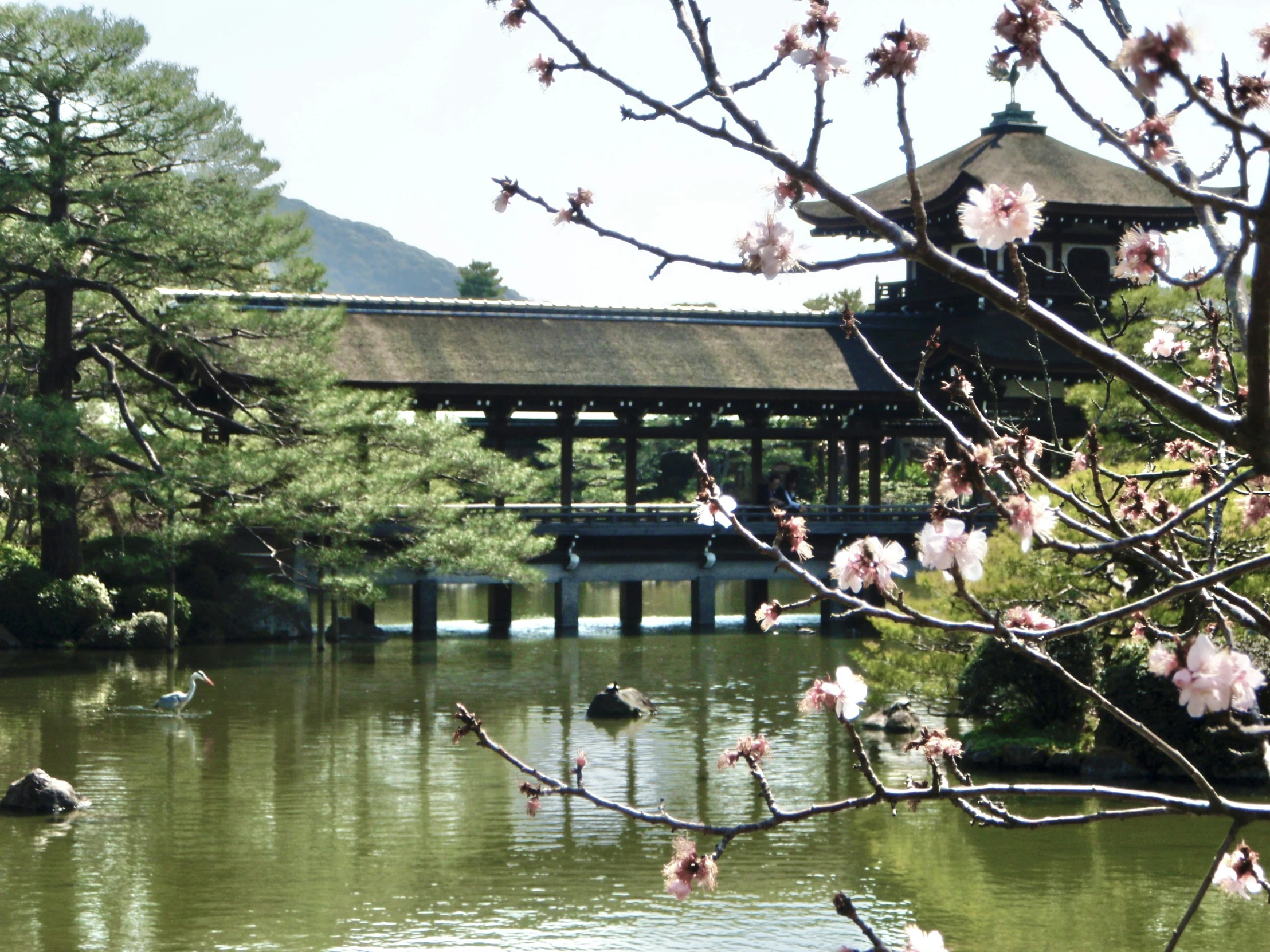 a pond and bridge near some trees