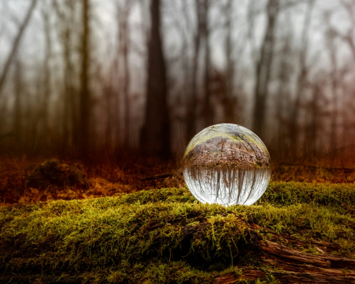 a mushroom ball sitting in the woods in autumn