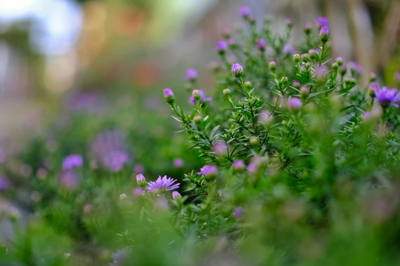 purple flowers grow on a plant with a blurry background