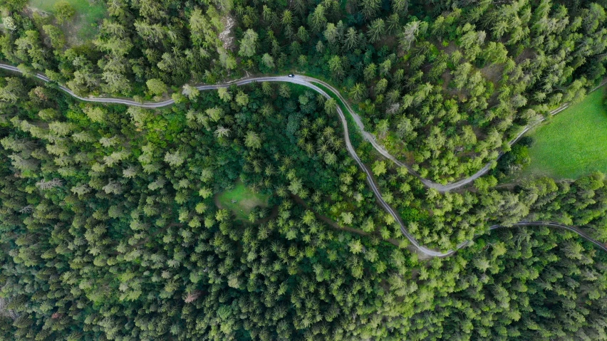 overhead view of winding roads in an evergreen forest