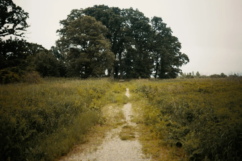 a dirt path through a field with trees in the distance