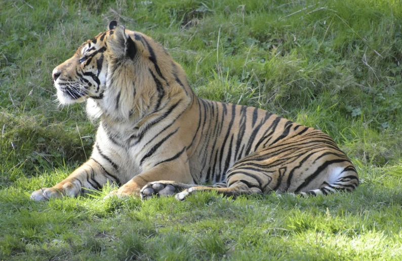 the two tiger are sitting in the grass