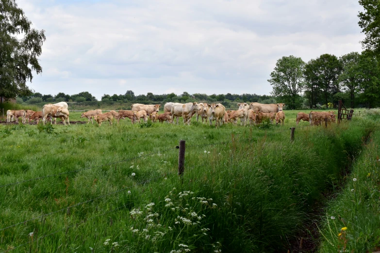 a group of cattle in the field next to trees