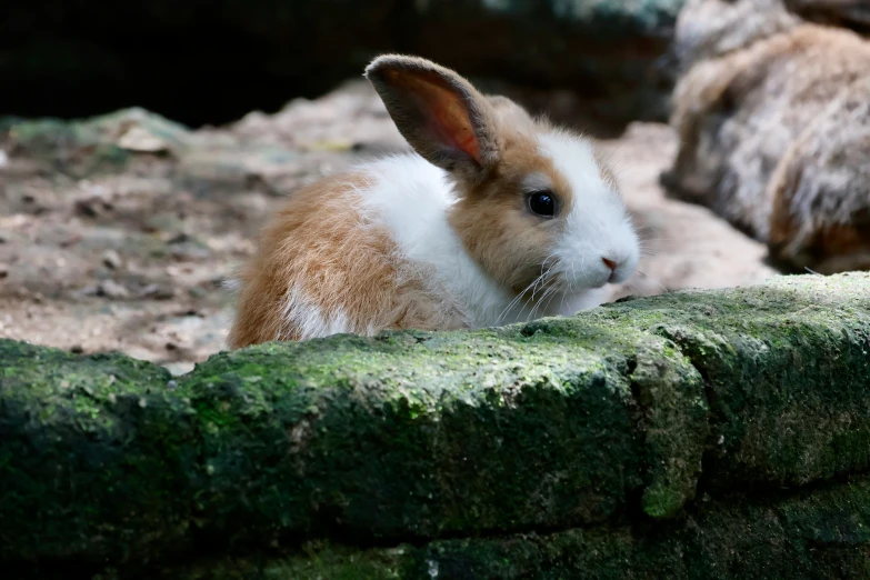 an animal with very large ears in the dirt