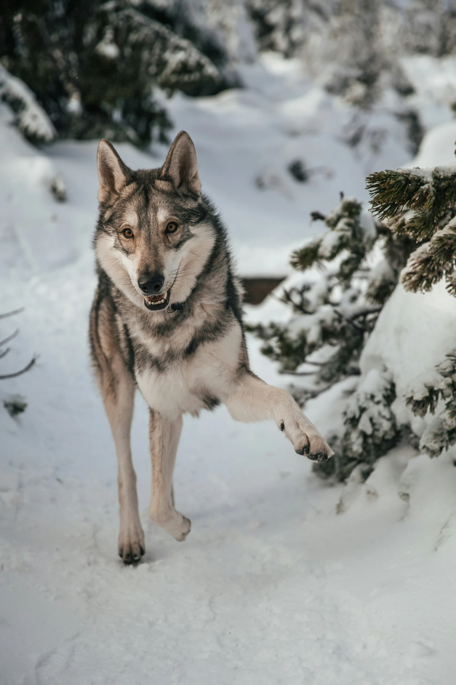 a grey wolf standing in snow near a tree