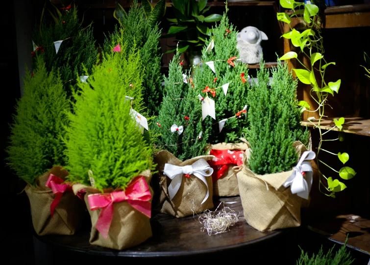 several trees are displayed in bag sacks with bows