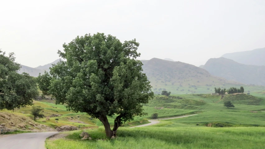 an open field with a tree on the side of a road