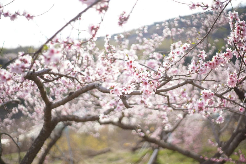 the trees in the yard are blooming with their beautiful pink flowers