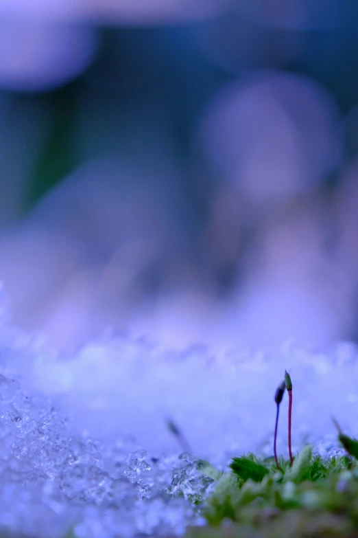 small green plant with tiny green leaves on the ground