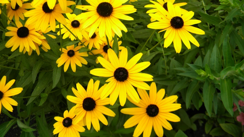 a yellow flower is surrounded by green leaves