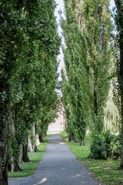 a long straight path is going through a park lined with trees