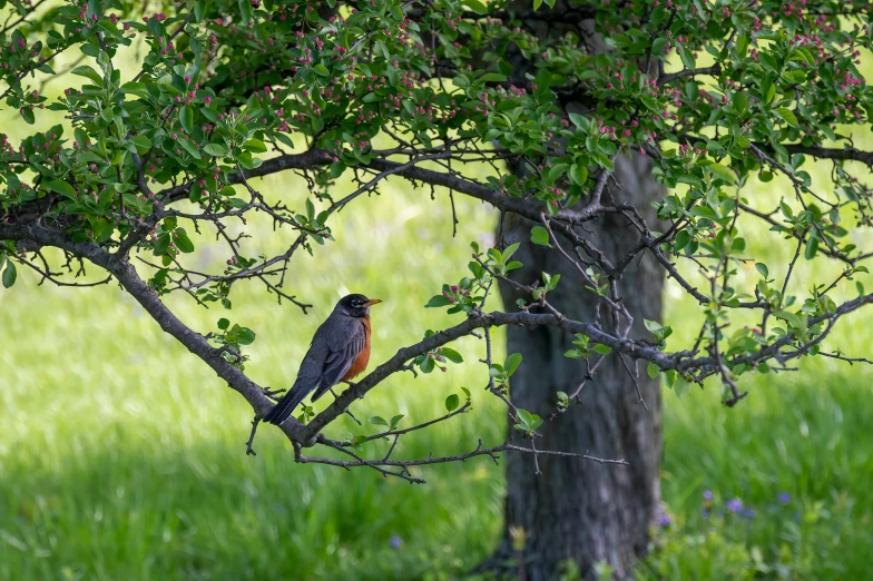 the small bird is sitting on the nches of the tree