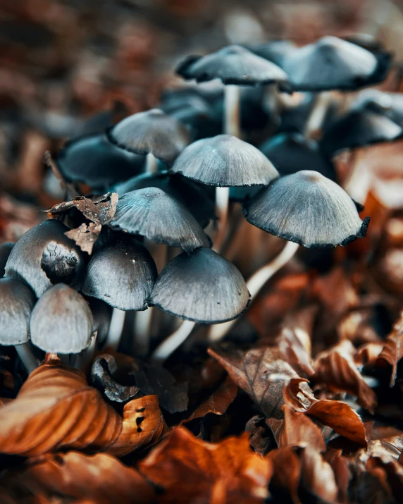 a bunch of mushrooms in the forest