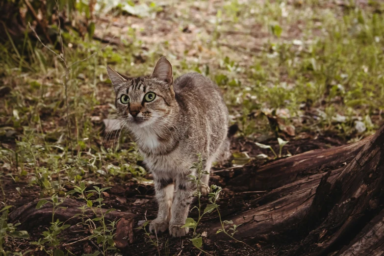 a cat standing in the middle of a forest