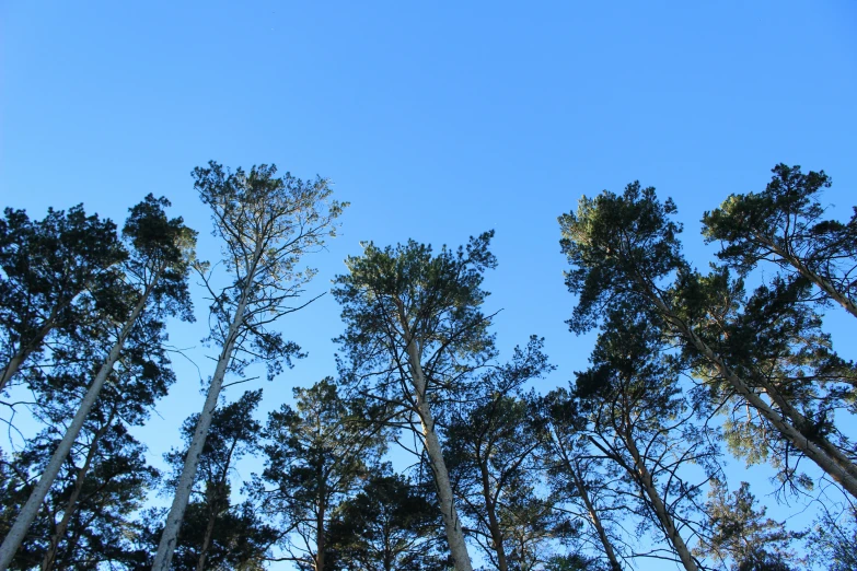 tall trees in a wooded area are against the sky